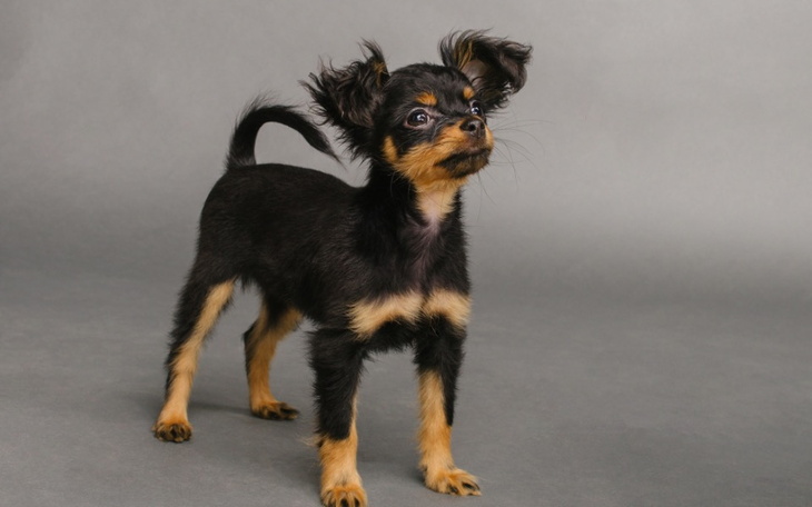 Zbiórka Chciałabym kupić pieska - zdjęcie główne