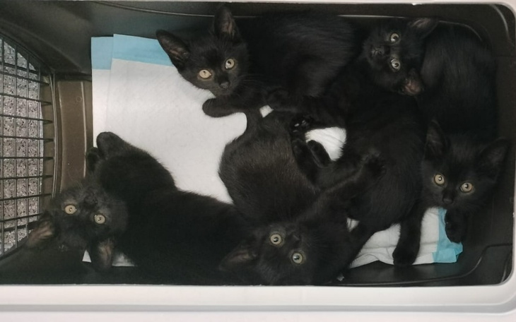 Zbiórka Pomóż nam uratować kocią rodzinę - zdjęcie główne