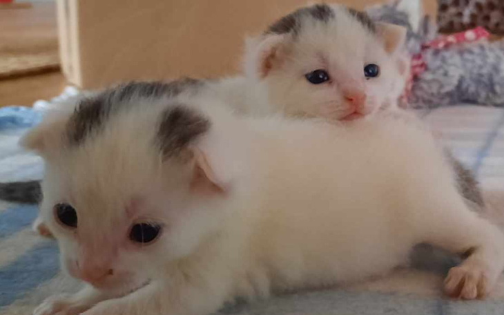 Zbiórka Maluszki potrzebują pomocy - zdjęcie główne