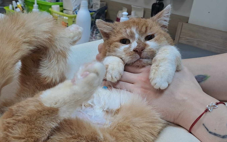 Kot trzymany w rękach, wygląda na zrelaksowanego.