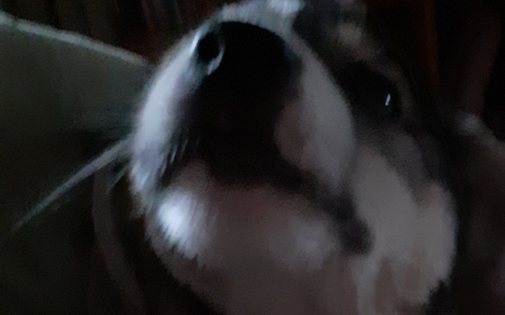 Zbliżenie na psa, który leży na kanapie, z wyraźnym uśmiechem.