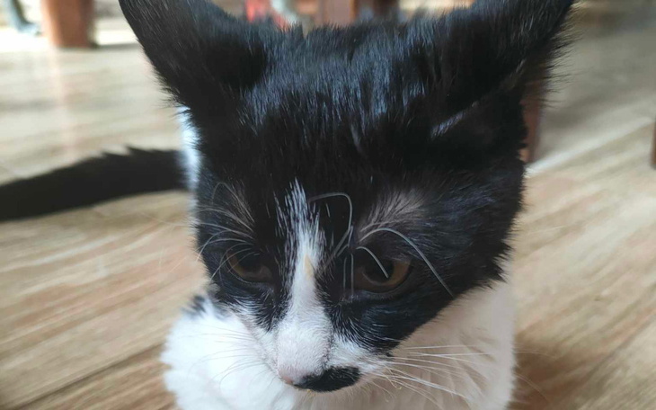 Zbiórka Rysia z kresów - zdjęcie główne