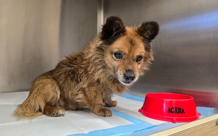 Mały piesek siedzi w schronisku, czekając na adopcję.