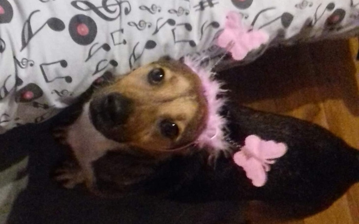 Zbiórka Na leczenie Bobiczka - zdjęcie główne