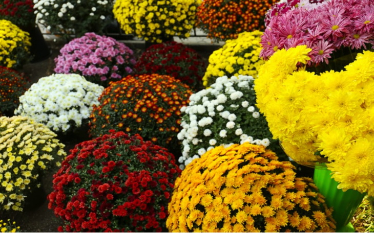 Zbiórka Handel kwiatami w Św. zmarłych - zdjęcie główne