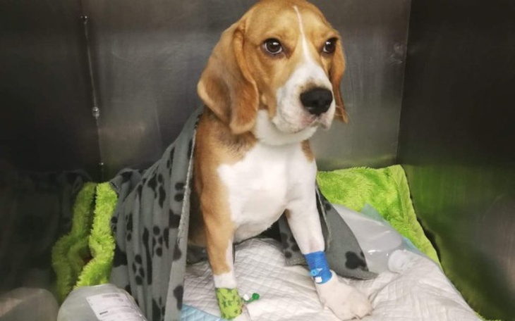 Zbiórka Walcz maleńka - zdjęcie główne