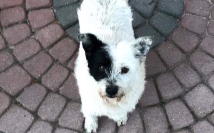 Zbiórka Operacja Muchy - zdjęcie główne