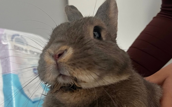 Zbiórka Choroba stomatologiczna Jorgusia - zdjęcie główne