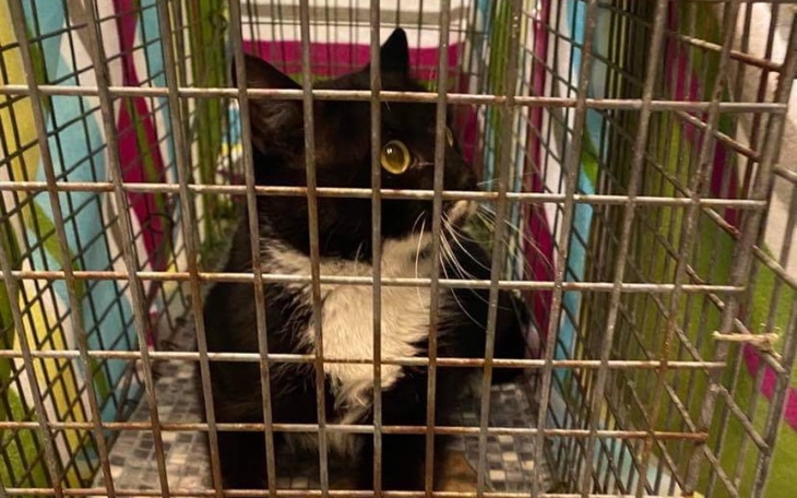 Kot w klatce, patrzący przez pręty.