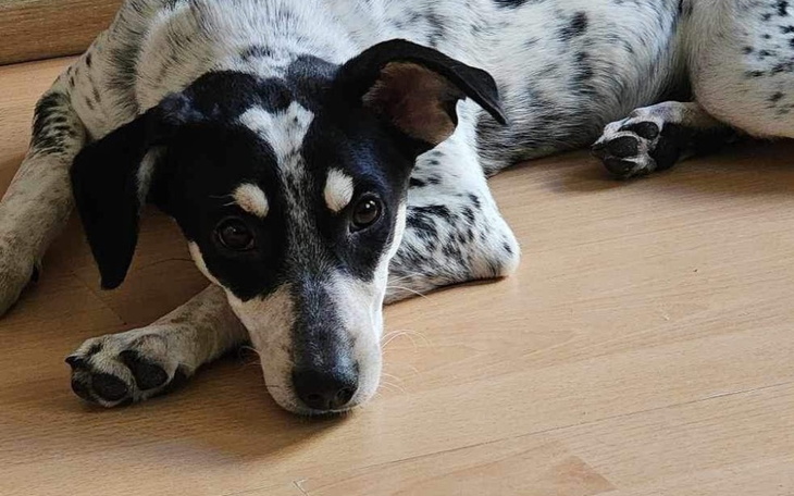 Zbiórka Walczymy o godność Meli - zdjęcie główne