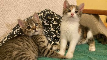 Zbiórka Olcia i Tomcio z zakładu pracy - miniaturka zdjęcia