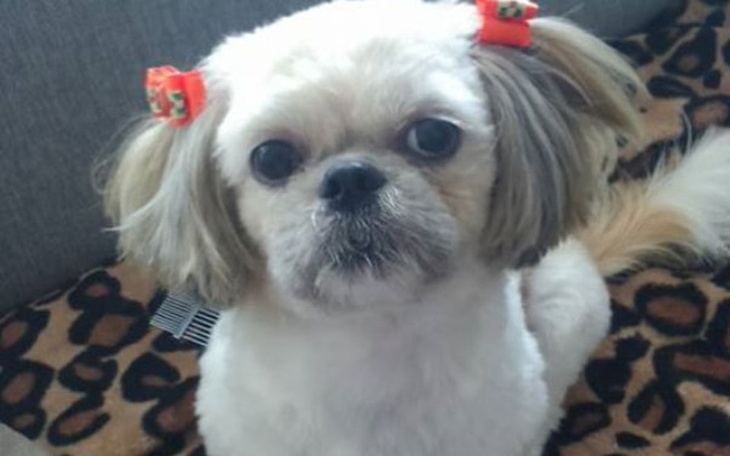 Zbiórka Musimy ratować naszą Tosię - zdjęcie główne