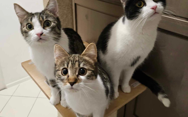 Trzy koty patrzą na kamerę, wyglądają na zaskoczone.