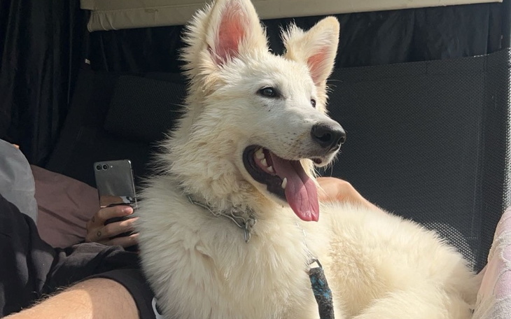 Biały szczeniak z językiem na wierzchu, siedzący w samochodzie.