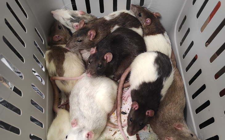 Grupa szczurów w koszu, w różnych kolorach i wzorach.