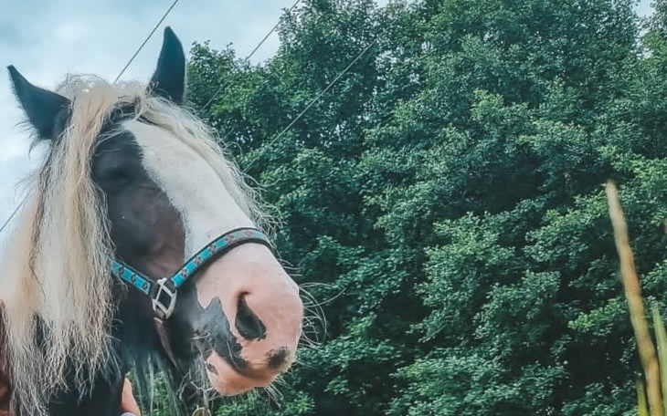 Zbiórka Zbieram na konia którego kocham - zdjęcie główne