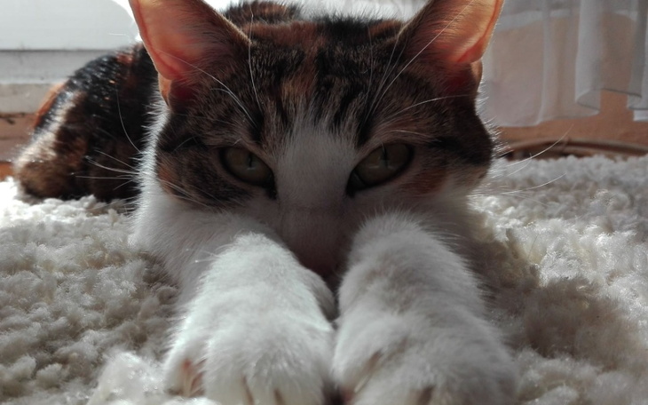 Zbiórka Leczenie Kiciusiątka - zdjęcie główne