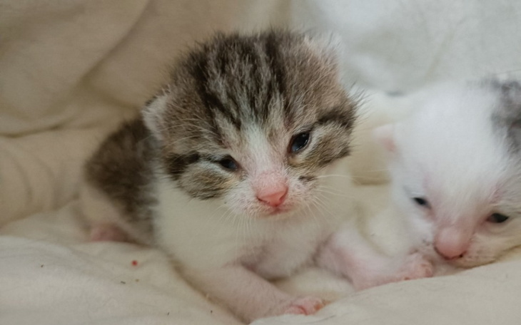 Zbiórka Żłobek dla kociaków - zdjęcie główne