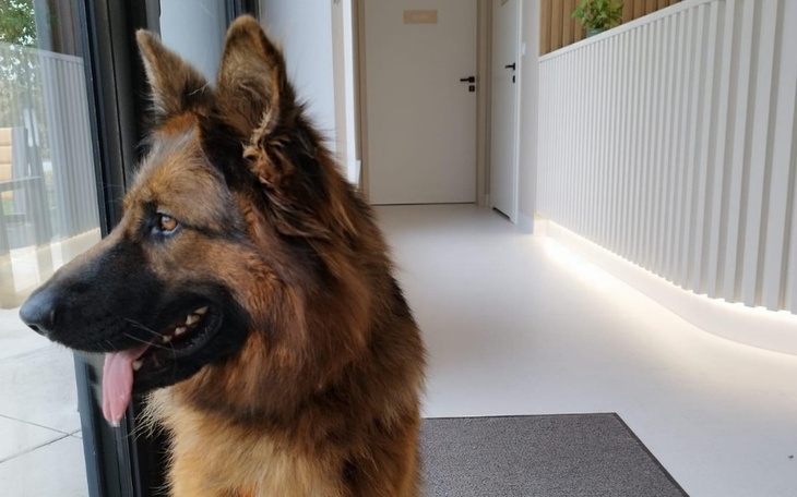 Pies rasy owczarek, stojący w nowoczesnym wnętrzu.