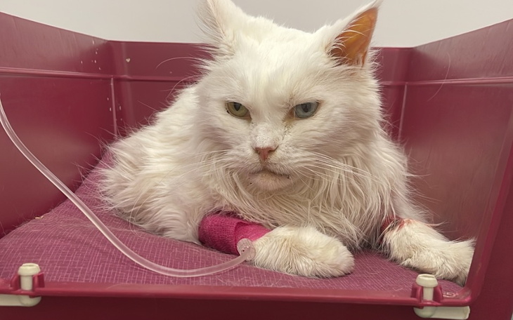 Zbiórka Walka o życie Lili - zdjęcie główne