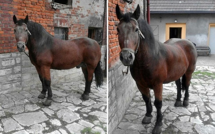 Zbiórka Łysek chce żyć - zdjęcie główne