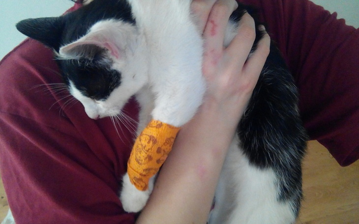 Zbiórka Pomoc kotusiowi - zdjęcie główne