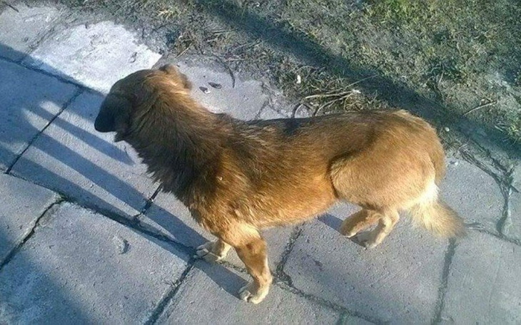 Pies spacerujący po chodniku, widok z góry.