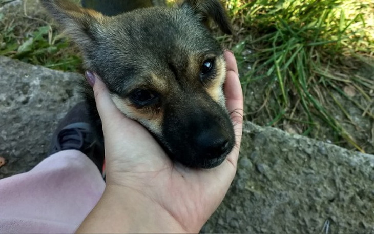 Zbiórka Pomoc dla porzuconej Figi - zdjęcie główne