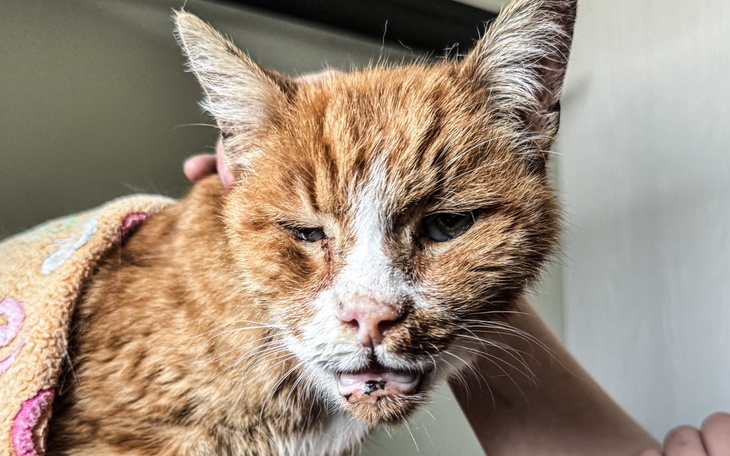 Stary kot z uszkodzoną twarzą, w objęciach opiekuna.