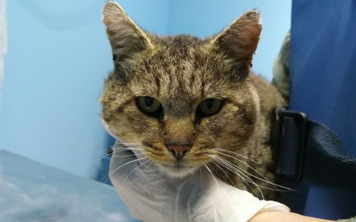 Zbiórka Dla Felka - zdjęcie główne