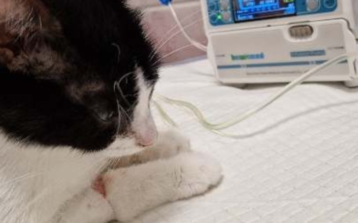 Zbiórka Piracka niedola - zdjęcie główne