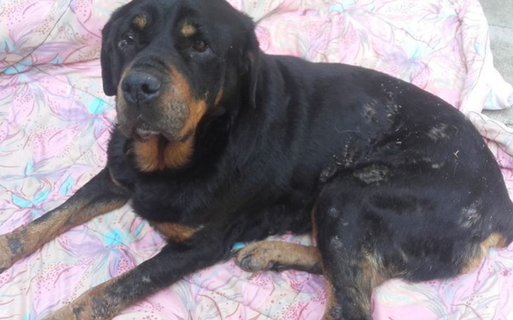 Zbiórka Roxi walka o nowe lepsze życie - zdjęcie główne