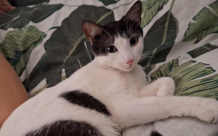 Kot leżący na łóżku, z charakterystycznymi plamami.