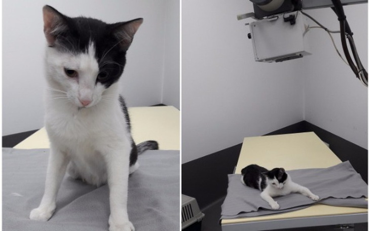 Zbiórka Bezdomny kotek ze złamaną łapką - zdjęcie główne