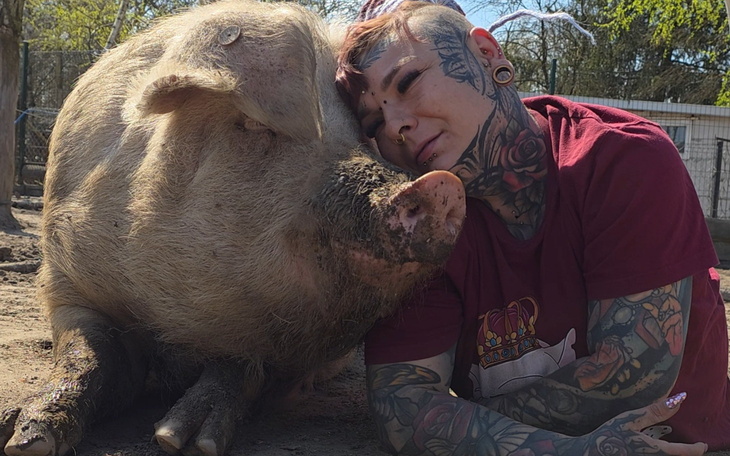 Osoba przytulająca dużą świnię w ogrodzie.