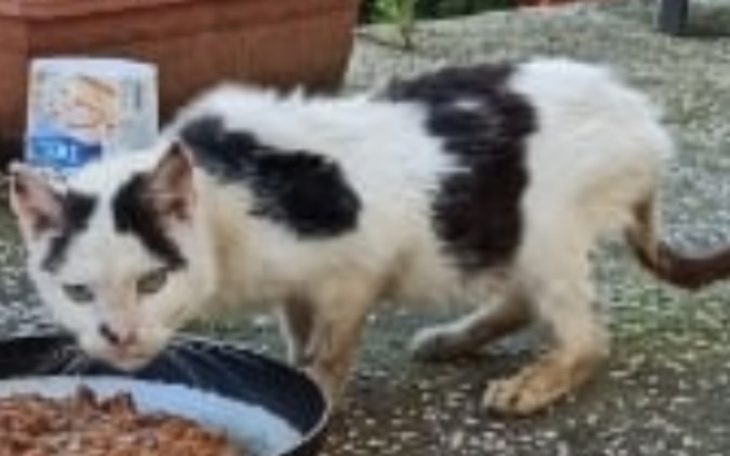 Zbiórka Uratujmy kocie niebożę... - zdjęcie główne