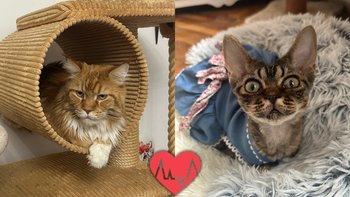 Zbiórka Kardiolog dla Nadar i Malusia - miniaturka zdjęcia