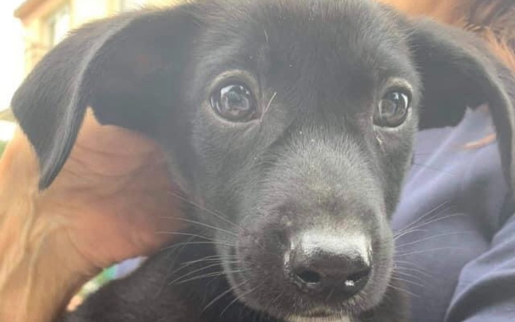 Zbiórka Uszy do Góry - wsparcie - zdjęcie główne