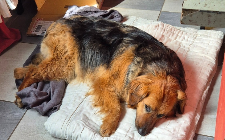 Pies śpiący na poduszce w domowym otoczeniu.