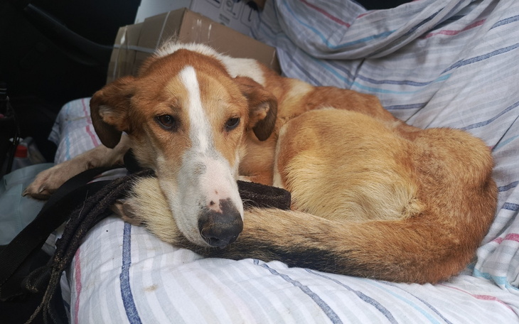 Pies leżący na kocu w samochodzie.