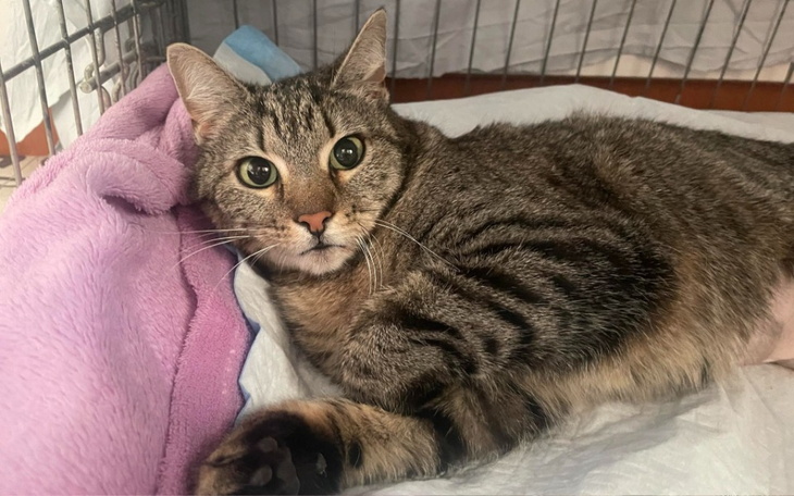 Zbiórka Ostatnia nadzieja dla Fionki - zdjęcie główne