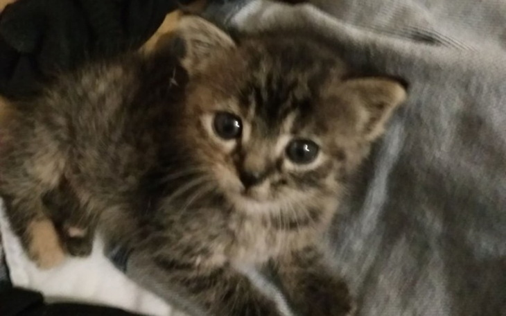 Zbiórka Operacja żuchwy oraz oka kotki - zdjęcie główne