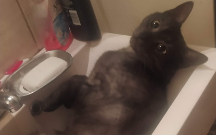 Zbiórka Ratujmy Sylwusia - zdjęcie główne