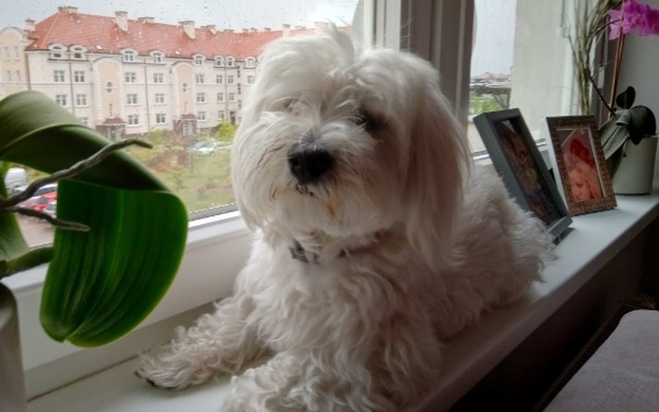 Zbiórka Pomoc Nukiemu- badanie rezonans. - zdjęcie główne