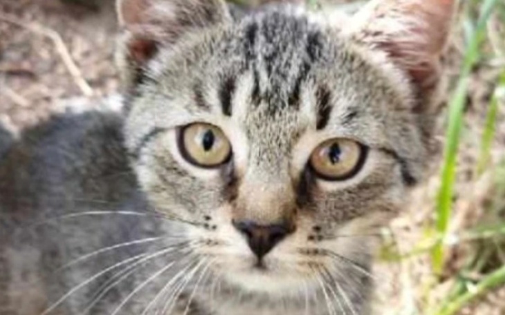 Mały kotek z wyrazistymi oczami, patrzący w obiektyw.