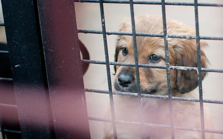 Zbiórka Na karme dla psów i kotów i dla - zdjęcie główne