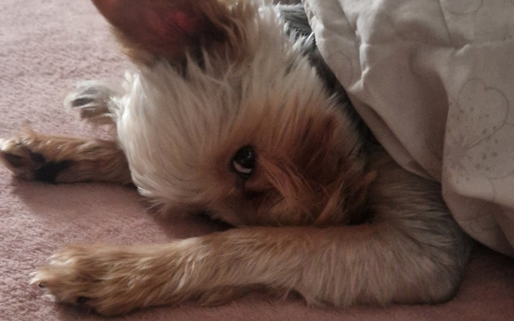 Pies owinięty w koc, odpoczywający na podłodze.