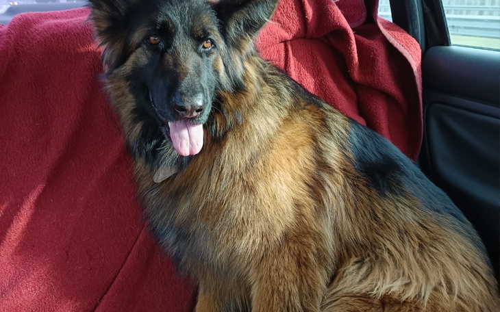 Zbiórka Operacja TPLO Chanell - zdjęcie główne