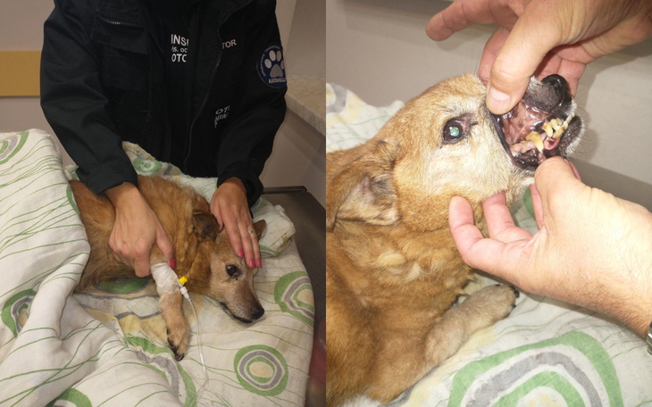 Zbiórka Opuszczony, schorowany Kubuś - zdjęcie główne