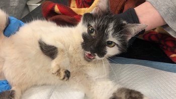 Zbiórka Tragedia Borowika - miniaturka zdjęcia